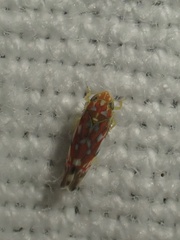 Erythroneura rubra