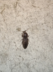 Agrypnus bipapulatus