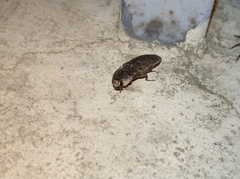 Agrypnus bipapulatus