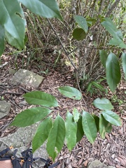 Castanopsis kawakamii