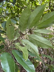 Castanopsis kawakamii
