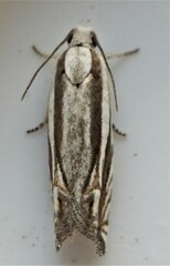Eucosma striatana