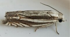 Eucosma striatana