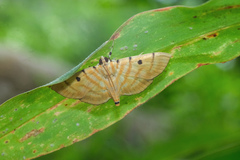 Notarcha tigrina
