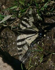 Papilio eurymedon