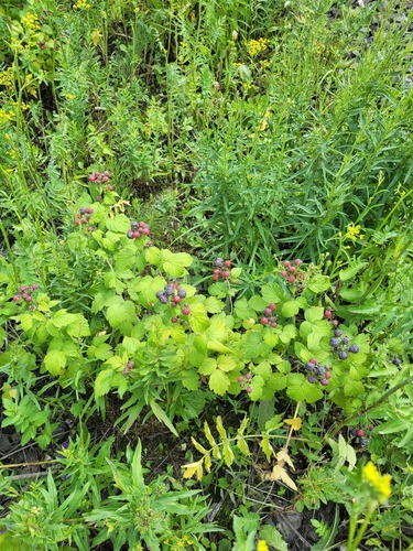 Rubus occidentalis