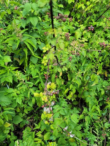 Rubus occidentalis