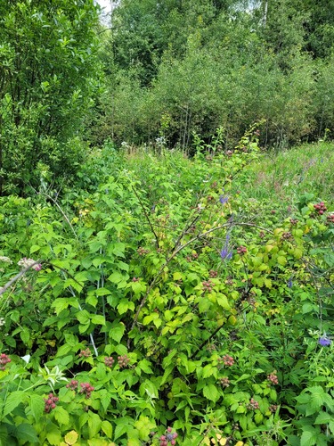 Rubus occidentalis