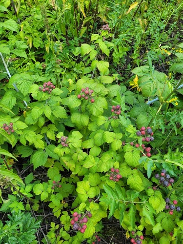 Rubus occidentalis