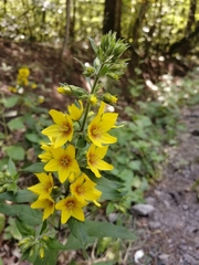 Lysimachia punctata