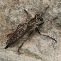 Philonicus fuscatus