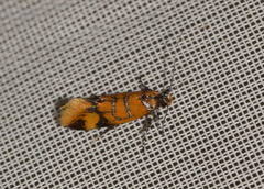 Promalactis procerella