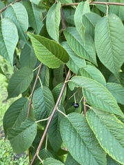 Prunus padus