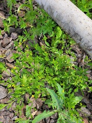 Rorippa × armoracioides