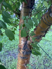 Prunus padus