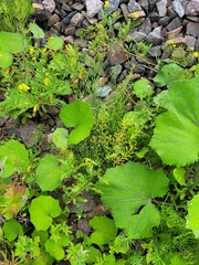 Rorippa × armoracioides