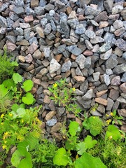 Rorippa × armoracioides