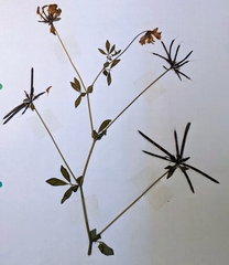 Lotus uliginosus