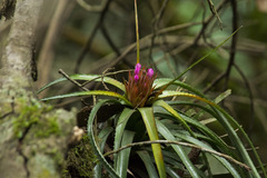 Aechmea recurvata