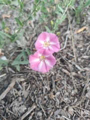 Convolvulus chinensis