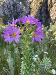 Senecio speciosissimus