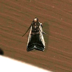 Acrobasis palliolella