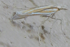 Eufernaldia cadarellus
