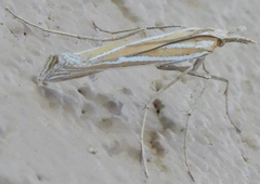 Eufernaldia cadarellus