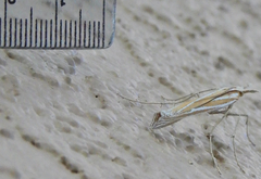 Eufernaldia cadarellus