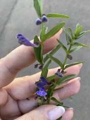 Scutellaria scordifolia