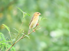 Ploceus hypoxanthus