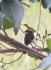 Ochthoeca leucophrys