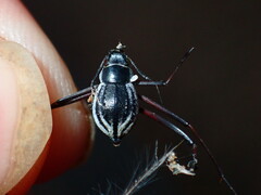 Stenocara phalangium