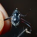 Long-legged Interdune Beetle - Photo (c) Brendan O'Loughlin, some rights reserved (CC BY-NC), uploaded by Brendan O'Loughlin