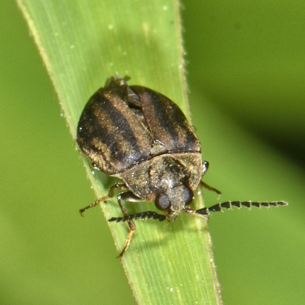 Ectopria leechi