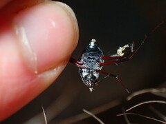 Stenocara phalangium