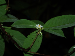 Carpotroche crispidentata