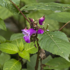Impatiens tripetala