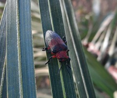 Coraliomela aeneoplagiata