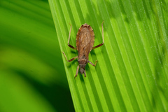 Lisarda rhypara