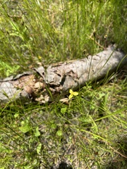 Xyris montana