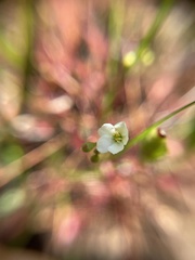 Drosera intermedia