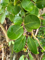 Ottoschulzia rhodoxylon