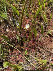 Drosera intermedia