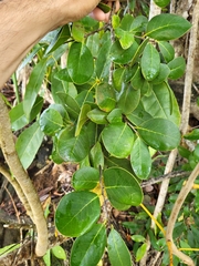 Ottoschulzia rhodoxylon