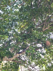 Ottoschulzia rhodoxylon