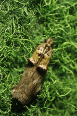 Trachonitis cristella