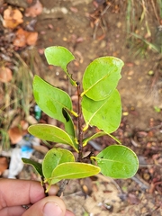 Ottoschulzia rhodoxylon