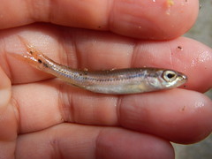 Notropis