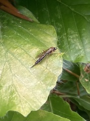 Tromatobia lineatoria